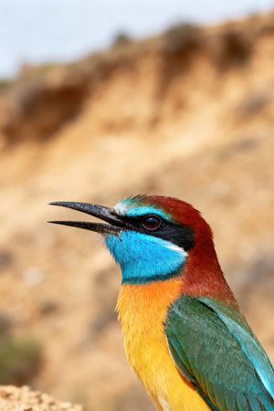 Portrait of a Blue-tailed Bee-Eater (Merops Apiaster)の素材