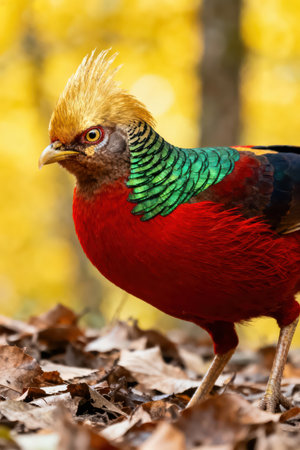 Golden pheasant (Phasianus colchicus)の素材
