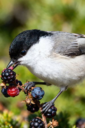 Marsh tit (Poecile palustris) perched on a branch with berriesの素材
