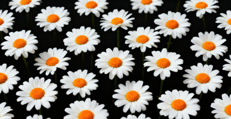 White daisies on a black background. Close-up.の素材