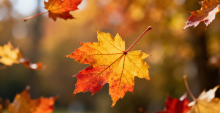 Autumn maple leaves on a sunny day. Beautiful autumn background.の素材