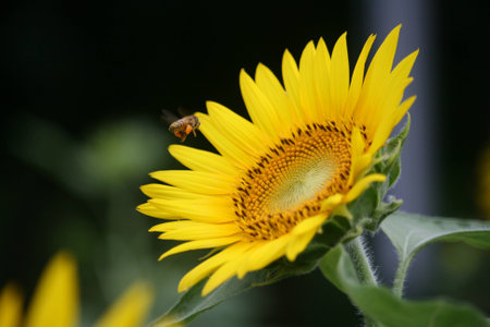 Sunflower and beeの写真素材