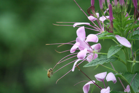 Bee and  spiderflowerの写真素材