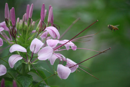 Bee  and spiderflowerの写真素材
