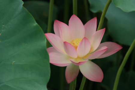 Blooming lotusの写真素材