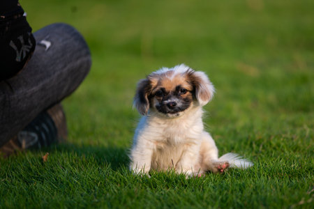 A puppy in the sunの写真素材