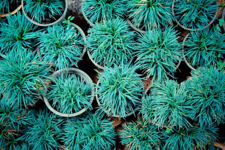 Grass pot for backgroundの写真素材