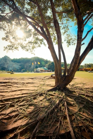 Tree rootsの写真素材