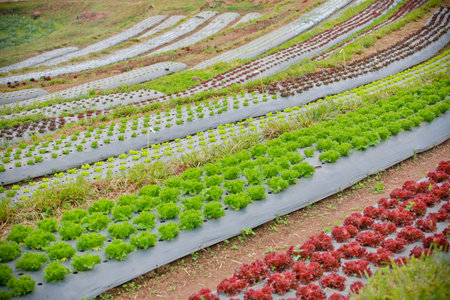 vegetable garden in Chaingmai