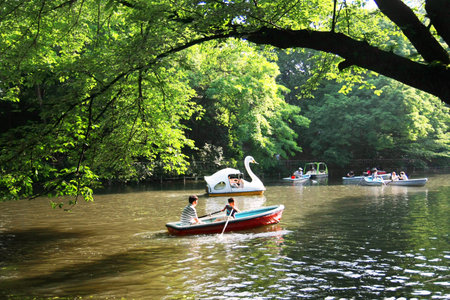 Canoeing with family in Inokashira park at Kichijoji Tokyo