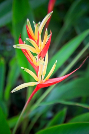 A Bird of Paradise flowerの写真素材