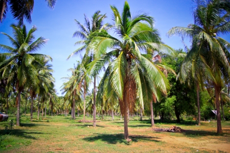 Coconut tree plantationの写真素材