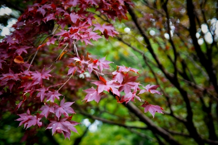 Red maple in Japanの写真素材