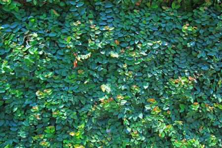 Tree wall for backgroundの写真素材