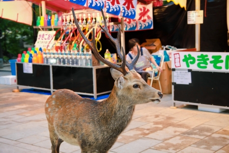 NARA, JAPAN - AUG 12: Holy deer walking in the walking street in front of Todaiji temple on August 12, 2011 in Nara, Japanのeditorial素材