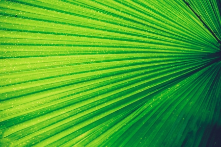 Green palm leaf texture for backgroundの写真素材