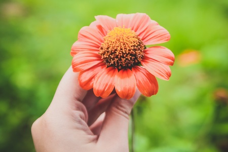 Catching the orange flower by handの写真素材