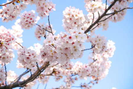 Cherry blossom in Tokyo, Japan