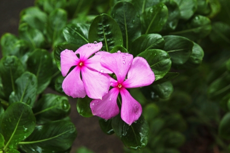 Pink Periwinkle flowers  looked fresheningの写真素材