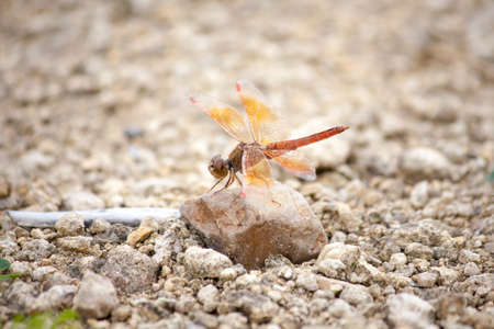 Closed up of a dragonfly の写真素材