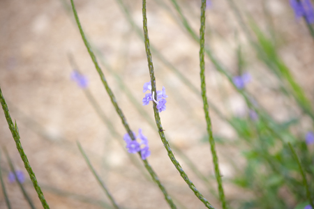 Natural wallpaper of the little flowersの写真素材