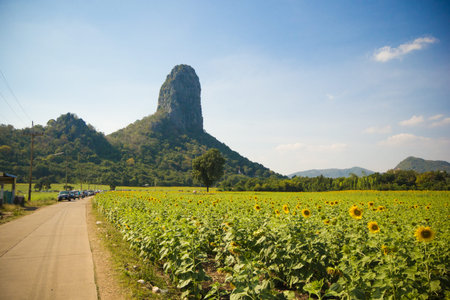 Sun flower plantation with blue sky in Lopburi province Thailandの写真素材