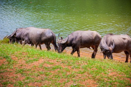  Group of buffalo nearby the huge lake in Mae Hong So province, Thailandの写真素材