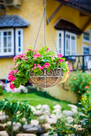 Pink petunia flower hanging basketの写真素材