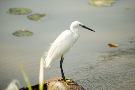 White egret in the Rama 9 garden Thailandの写真素材