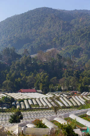Chrysanthemum flowers farm on Inthanon mountain in Chiang Mai, Thailandの写真素材
