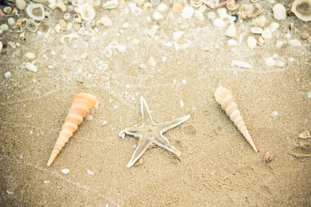 Starfish and seashells on a beach