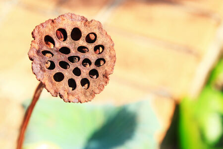 An old lotus pod in a pondの写真素材