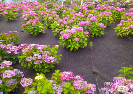 Hydrangea flowers in summer of Tokyo, Japan