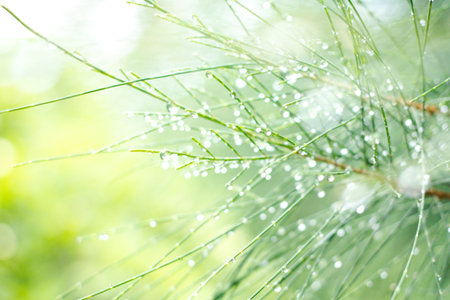 Green natural pine in rainy season for background