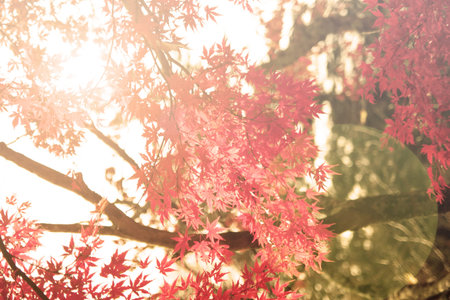 Autumn maple forest background  Vintage filter used 