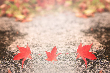 Autumn maple forest background  Vintage filter used  