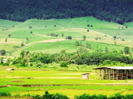 Natural Thai rice field in Chiangmai, Thailandの写真素材