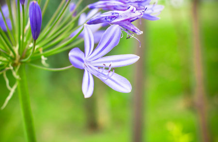 Campanula portenschlagiana flowers blooming in summer of Tokyo, Japanの写真素材