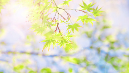 Abstract pink cherry blossom flower backgroundの写真素材