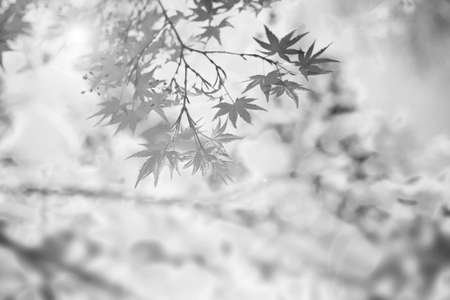 Abstract soft and blurry autumn backgroundの写真素材