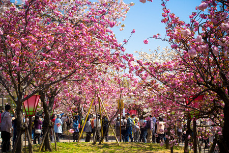 OSAKA APRIL 14: Tourists enjoy the cherry blossom at Osaka Mint Bureauのeditorial素材