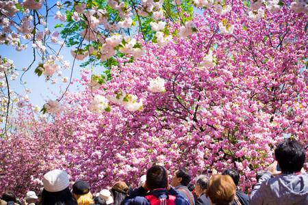 OSAKA APRIL 14: Tourists enjoy the cherry blossom at Osaka Mint Bureauのeditorial素材