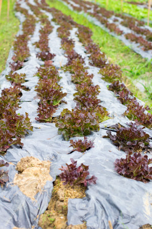 Organic hydroponic vegetable farm in Northern of Thailand