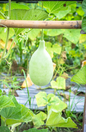 Fresh calabash hanging in the gardenの写真素材