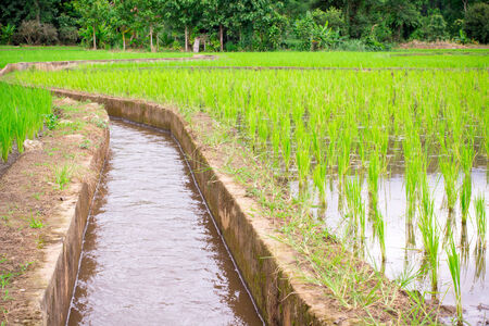 Natural Thai rice field and water channel at Chiangmai, Thailandの写真素材