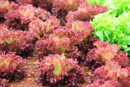 Fresh lettuce vegetable farm in Thailandの写真素材