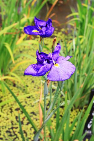 Close up of purple Japanese iris flowers in gardenの写真素材