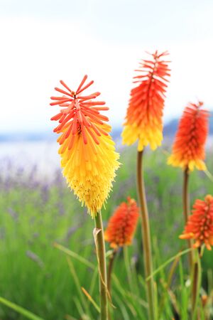 Orange flower in the garden nearby Kawaguchiko lake in Japanの写真素材