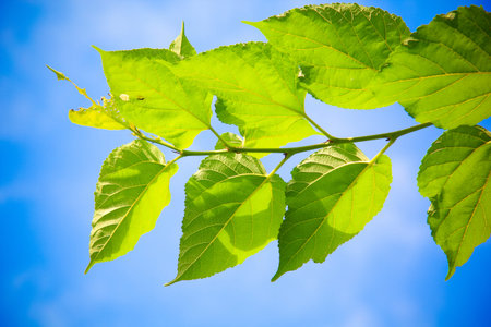 Green Mulberry branch against with blue skyの写真素材