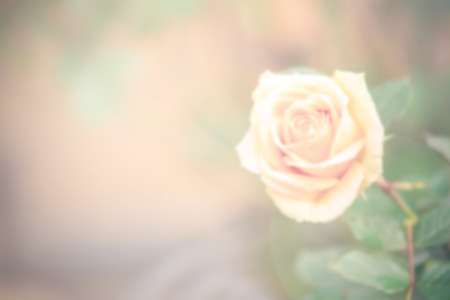 Abstract Blur and soft Rose backgroundの写真素材